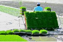 سامانه جامع مدیریت بانک‌های نشاء برنج کشور طراحی و تولید شد