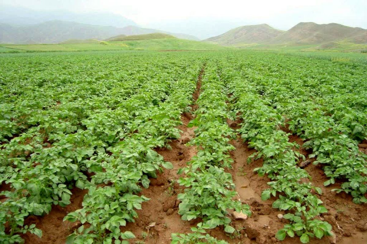 جهاد کشاورزی استان قزوین