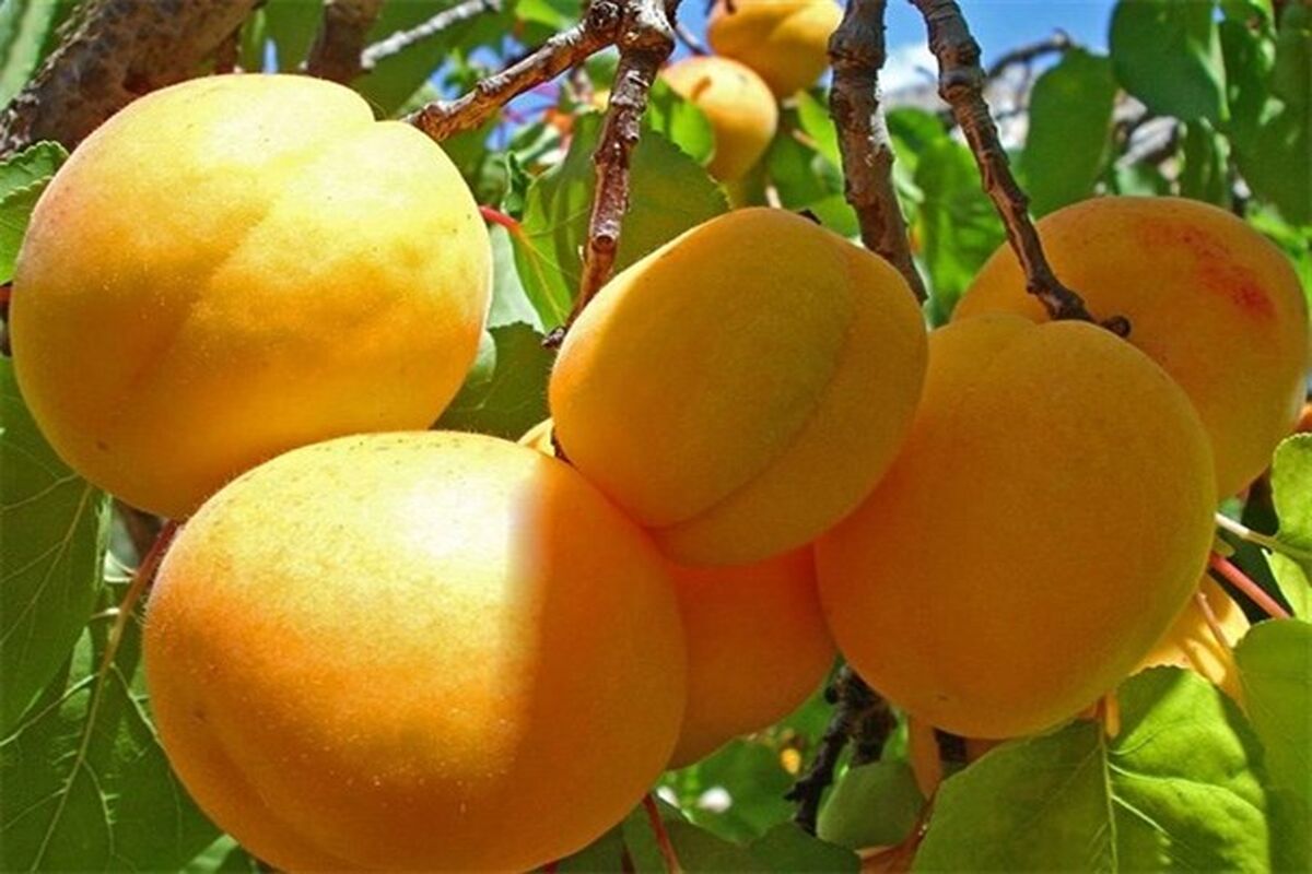 اصفهان- برداشت زردآلو