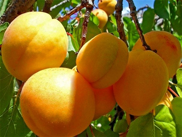 افزایش 12/5 درصدی برداشت زردآلو از باغات استان اصفهان