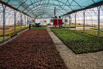 باغ تحقیقات گیاهان دارویی با ۵۰ گونه در بوستان علوی قم راه‌اندازی می‌شود