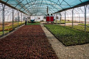 باغ تحقیقات گیاهان دارویی با ۵۰ گونه در بوستان علوی قم راه‌اندازی می‌شود