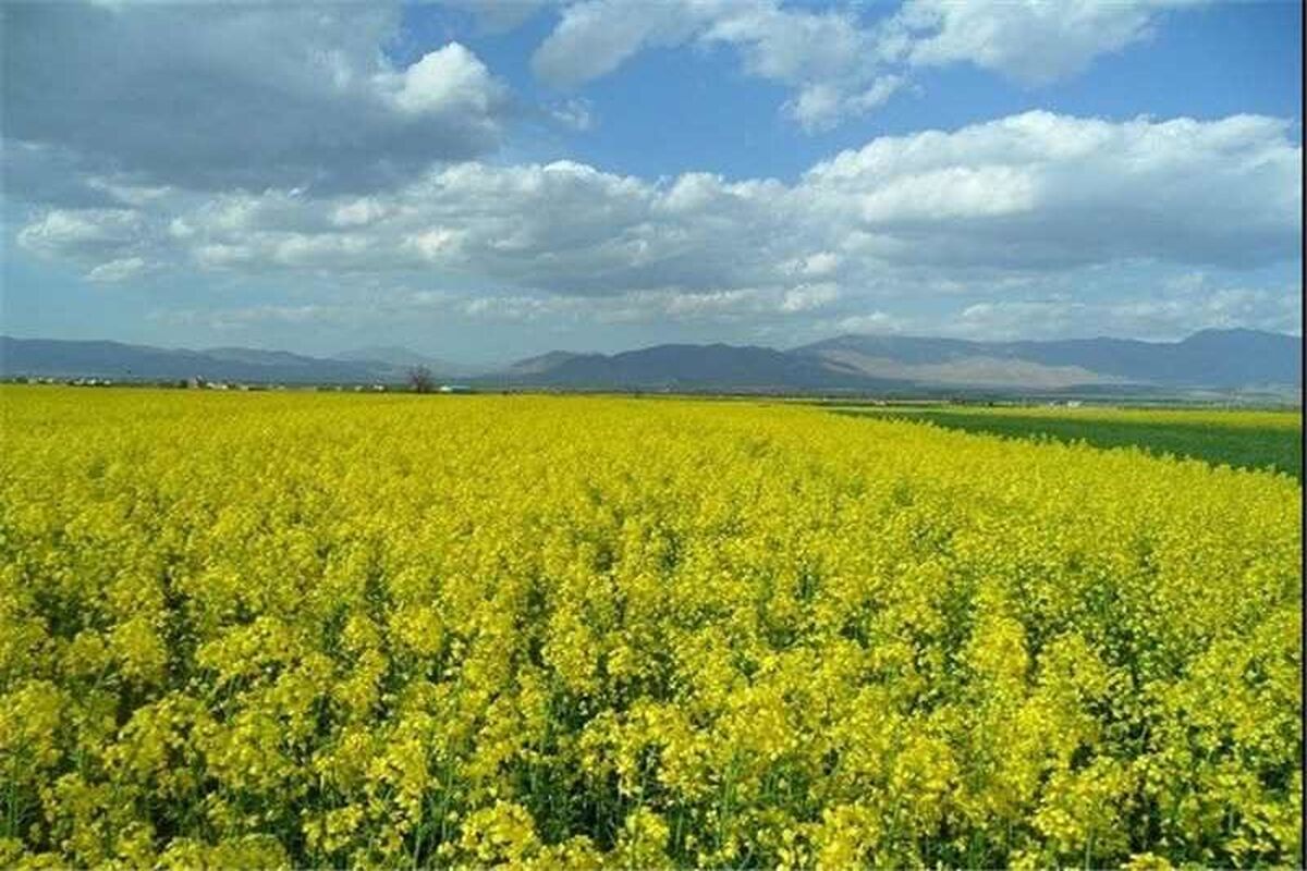 کلزا از کشاورزان کرمانشاهی