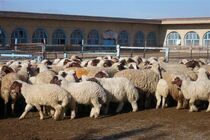 گام های تحول آفرین در عرصه داخلی و خارجی دام و طیور کرمانشاه