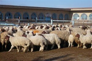 گام های تحول آفرین در عرصه داخلی و خارجی دام و طیور کرمانشاه