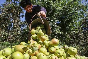 افزایش 55 درصدی برداشت گلابی در استان اصفهان
