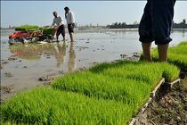 کاهش 70درصدی نشاکاری برنج در خوزستان