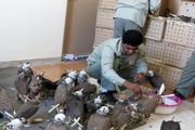 کشف و ضبط محموله بزرگ قاچاق پرنده/دستگیری 4 نفر