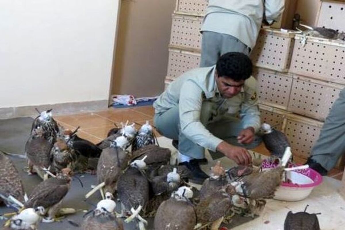محموله بزرگ قاچاق پرنده