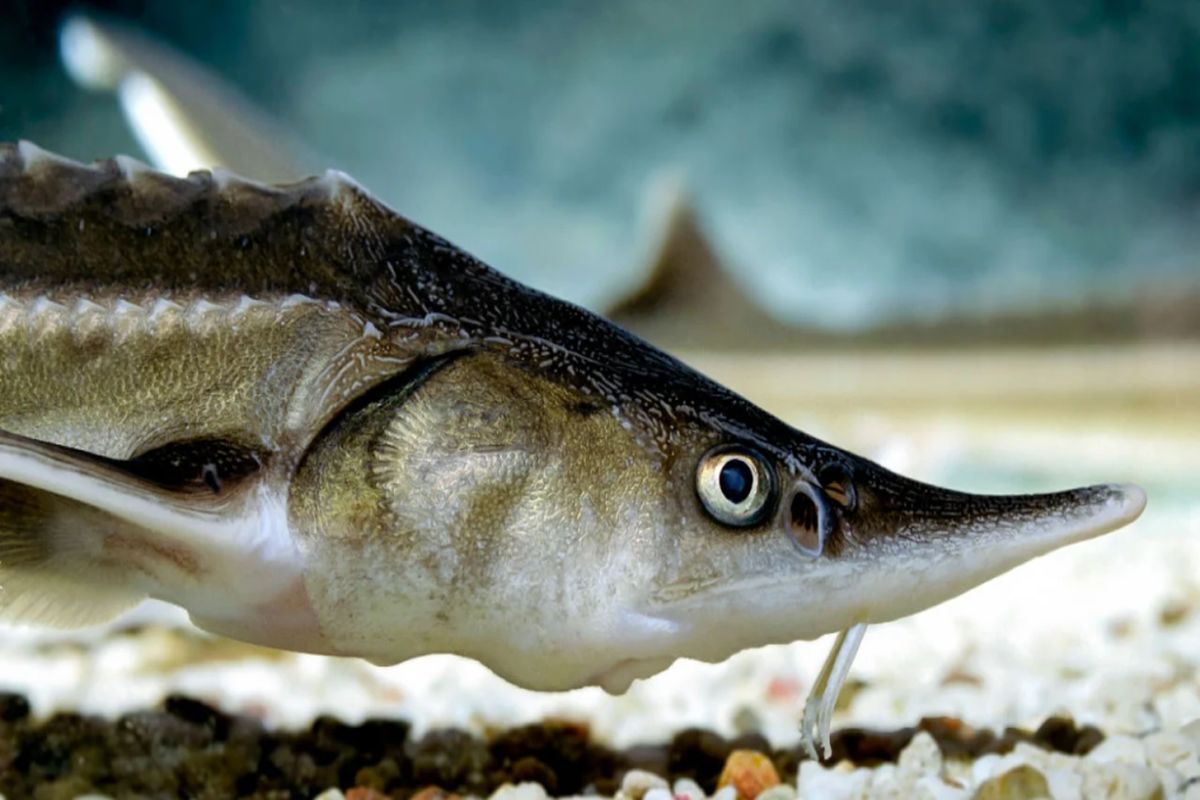 صید تجاری ماهیان خاویاری