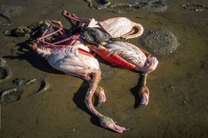  بوتولیسیم علت اولیه مرگ پرندگان در جزیره میانکاله