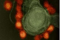 حمله صبحگاهی ویروس ها خطرناک تر است