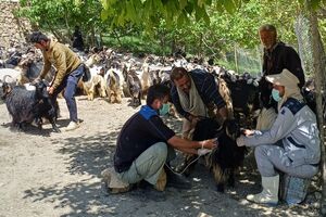 واکسیناسیون ۹ هزار رأس دام در مناطق صعب‌العبور لنده انجام شد