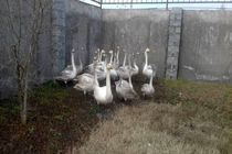 کشف و ضبط محموله قوی فریادکش در منزل متخلفی در فریدونکنار