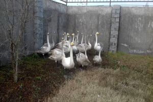 کشف و ضبط محموله قوی فریادکش در منزل متخلفی در فریدونکنار