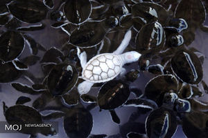 حیواناتی از جنس زال