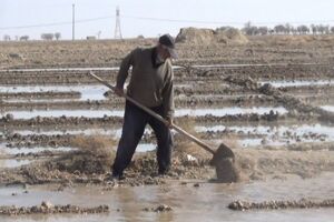 میانگین سن کشاورزان به ۵۴ سال افزایش یافته است
