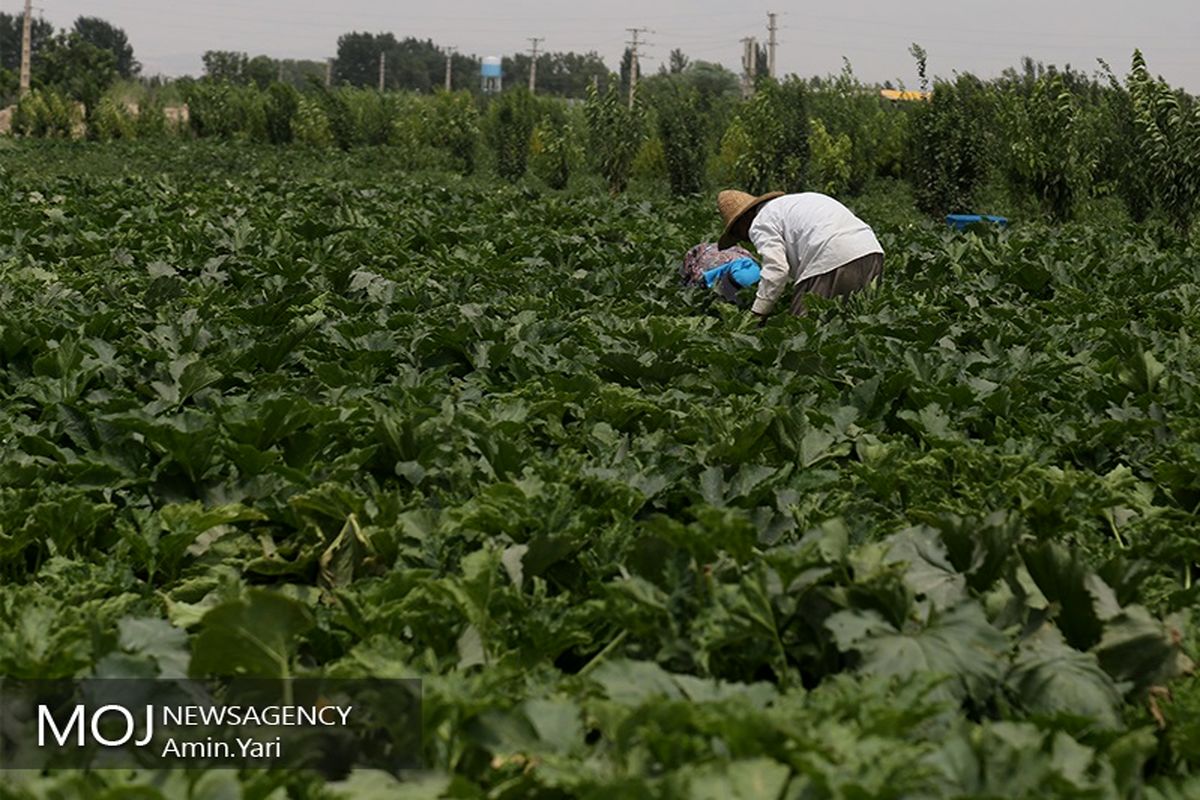 برداشت هندوانه 