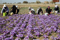 آغاز برداشت زعفران از اراضی تربت جام