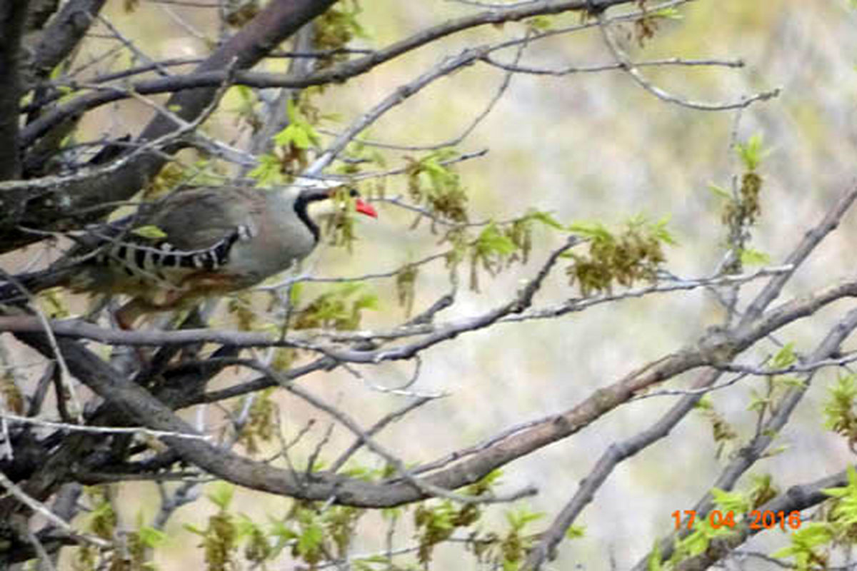 زهاسازی پرندگان