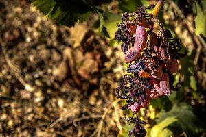 خشکسالی به ۵۰ درصد محصول انگور درکاشمر خسارت وارد کرد