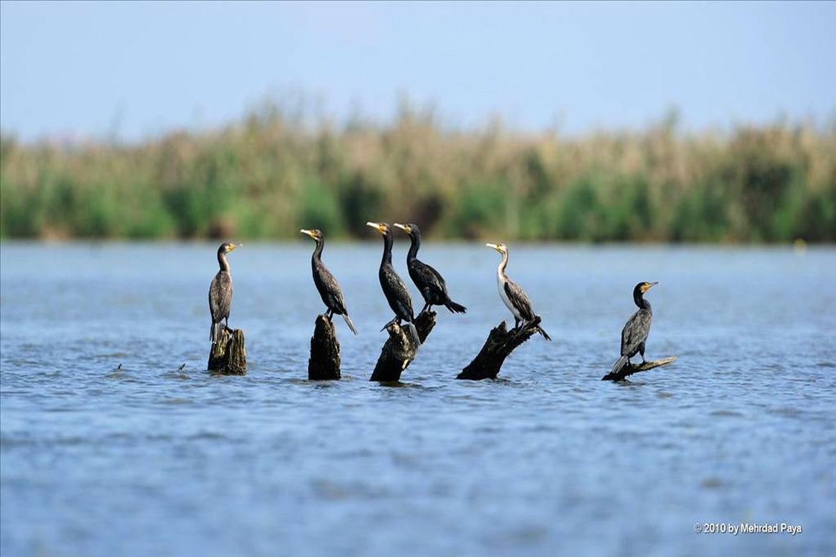 تالاب میانکاله