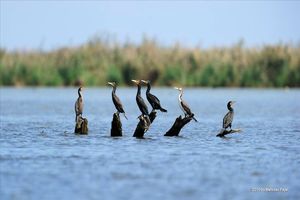 محدودیت در تردد خودروها به پناهگاه حیات وحش میانکاله