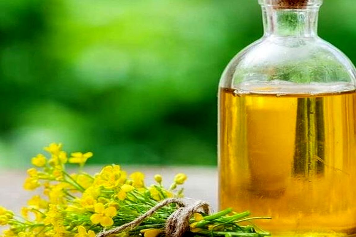 دانه روغنی کلزا 