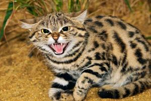 دو قلاده گربه وحشی در حیات وحش یخاب رهاسازی شد