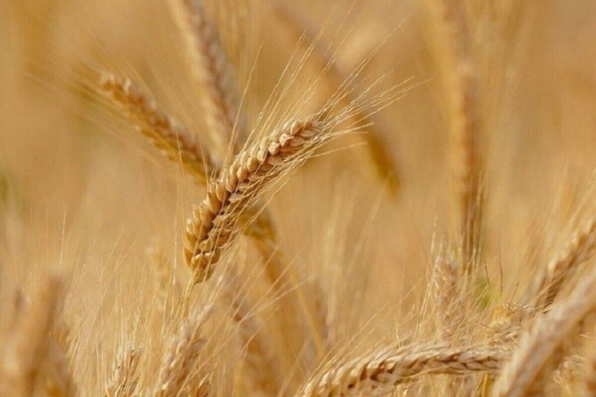 خرید تضمیمی گندم در خراسان رضوی
