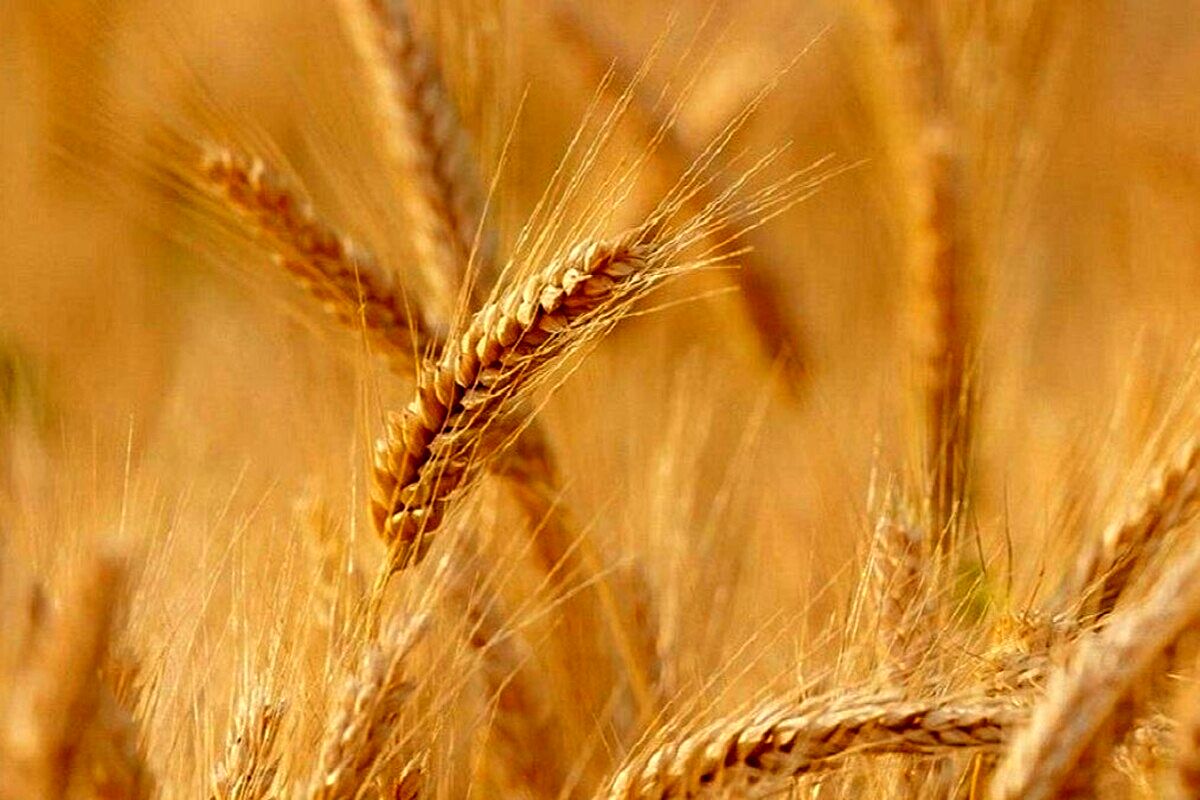 خرید تضمیمی گندم در خراسان رضوی
