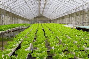 بازار مناسبی برای فروش گل و گیاه تعریف نشده است