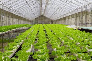 بازار مناسبی برای فروش گل و گیاه تعریف نشده است