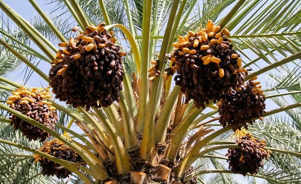 خرید هزار تن خرمای توافقی از باغداران هرمزگانی