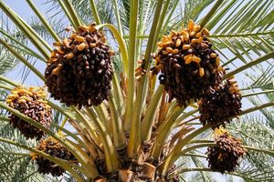 خرید هزار تن خرمای توافقی از باغداران هرمزگانی 