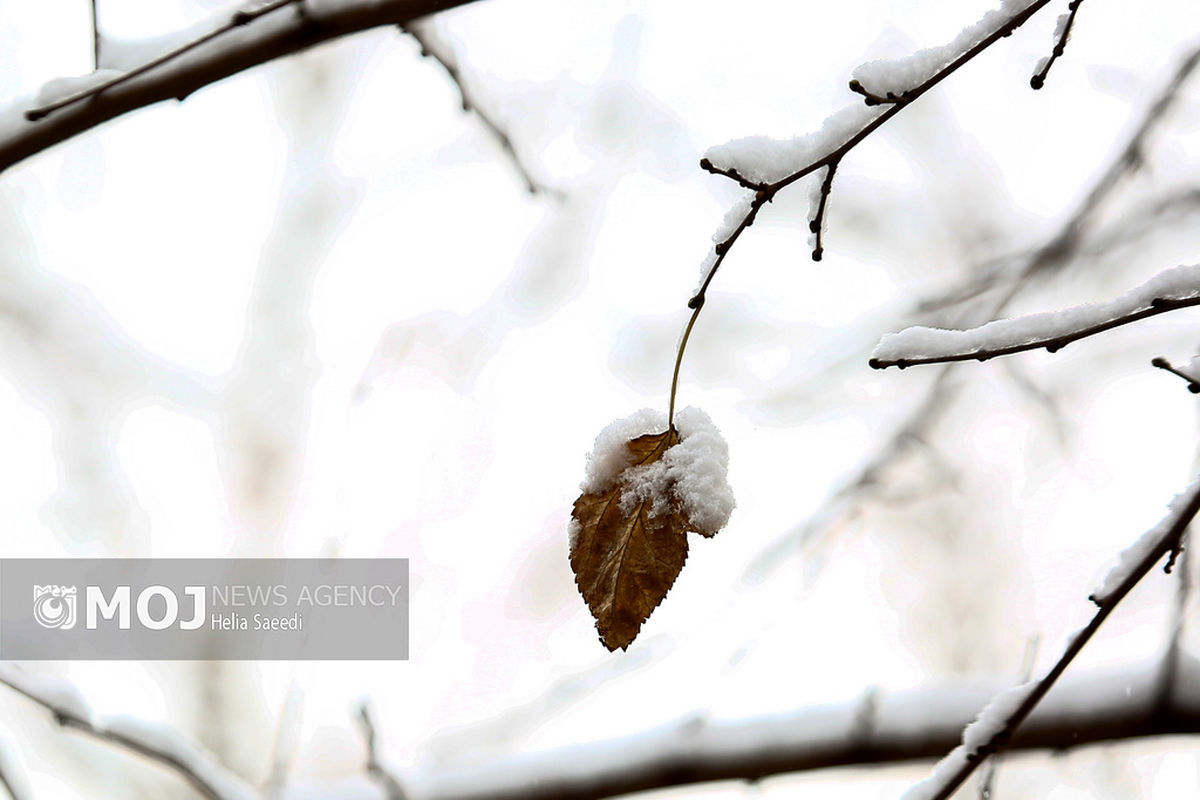بارش برف در تهران