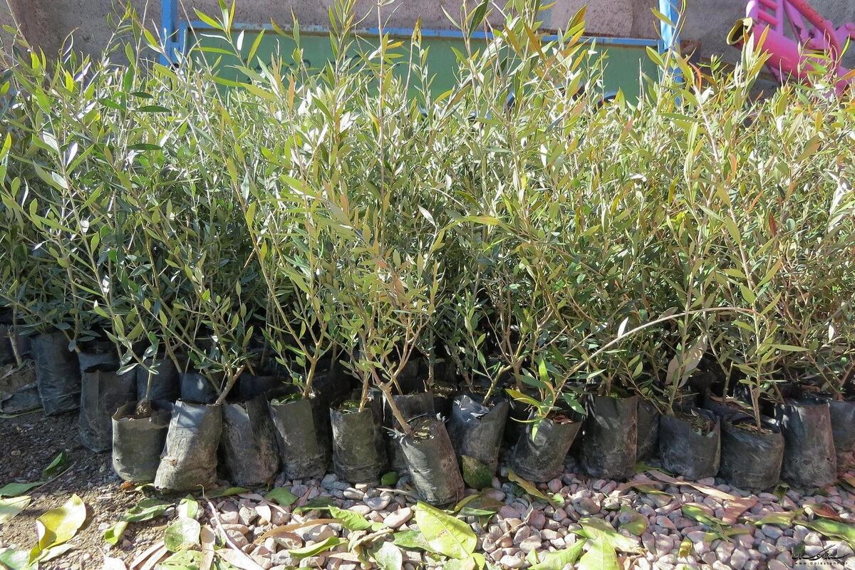 نهال
