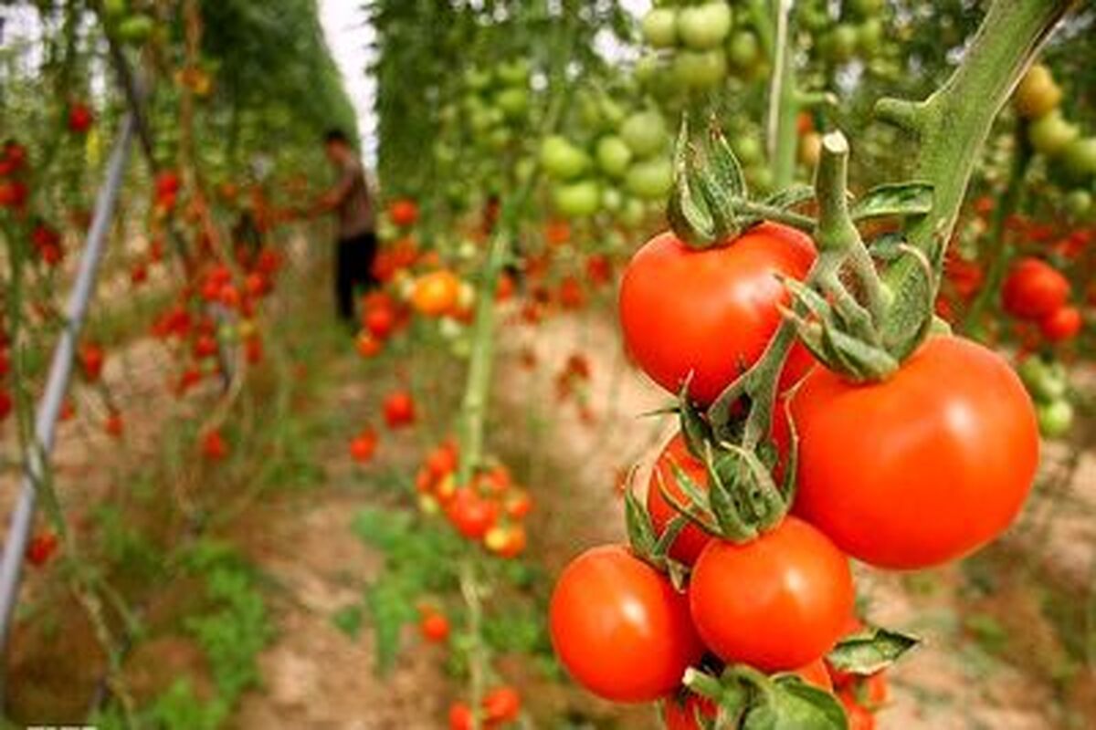 کشت+گوجه+فرنگی