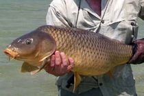 لرستان مقام اول آبزی پروری در کشور