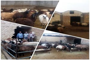 اجرای طرح تحقیقاتی الگوی مناسب جایگاه دام سبک در اقلیم گرم و خشک 6 شهرستان آران و بیدگل