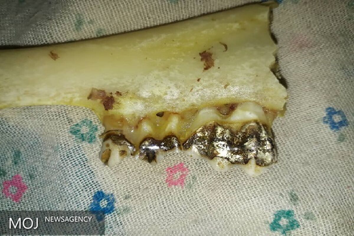 گوسفند دندان طلا