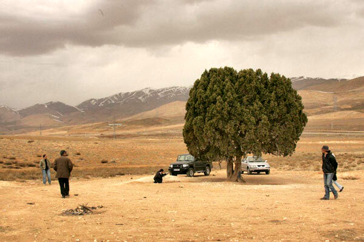 تک درخت عباس کیارستمی