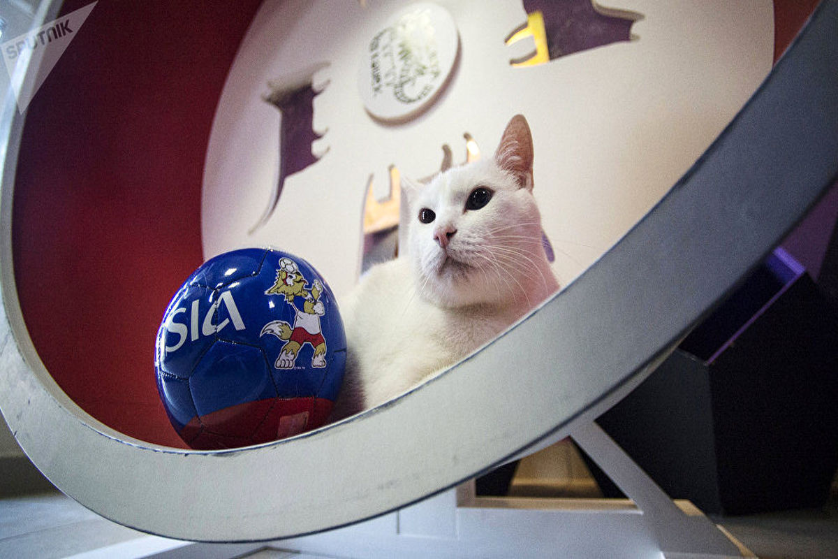 گربه پیشگو روسی