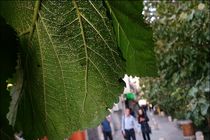 طبیعت مگس سفید را مهار کرده است