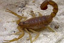 عقرب گزیدگی را جدی بگیرید