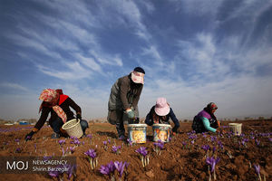 قیمت زعفران یک میلیون افزایش یافت