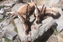 کشف لاشه دو کل وحشی در منطقه نوا 