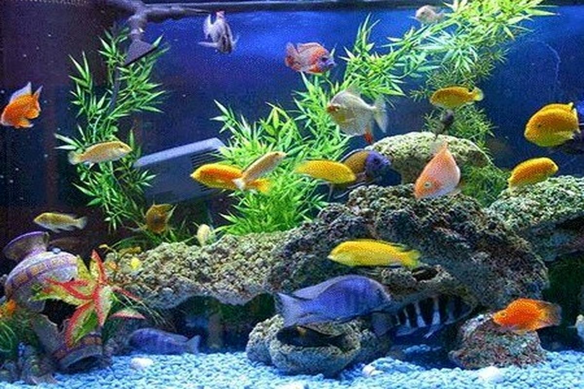 ماهیان زینتی