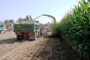 آغاز برداشت ذرت علوفه‌ای از سطح ۳۷۰۰ هکتار از مزارع مشهد