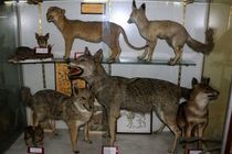 بازدید موزه تنوع زیستی حفاظت محیط زیست استان اصفهان رایگان است